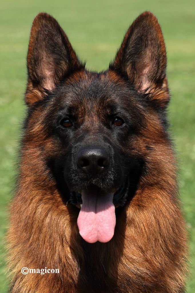 CH. Ronaldo Du Val De La Muance