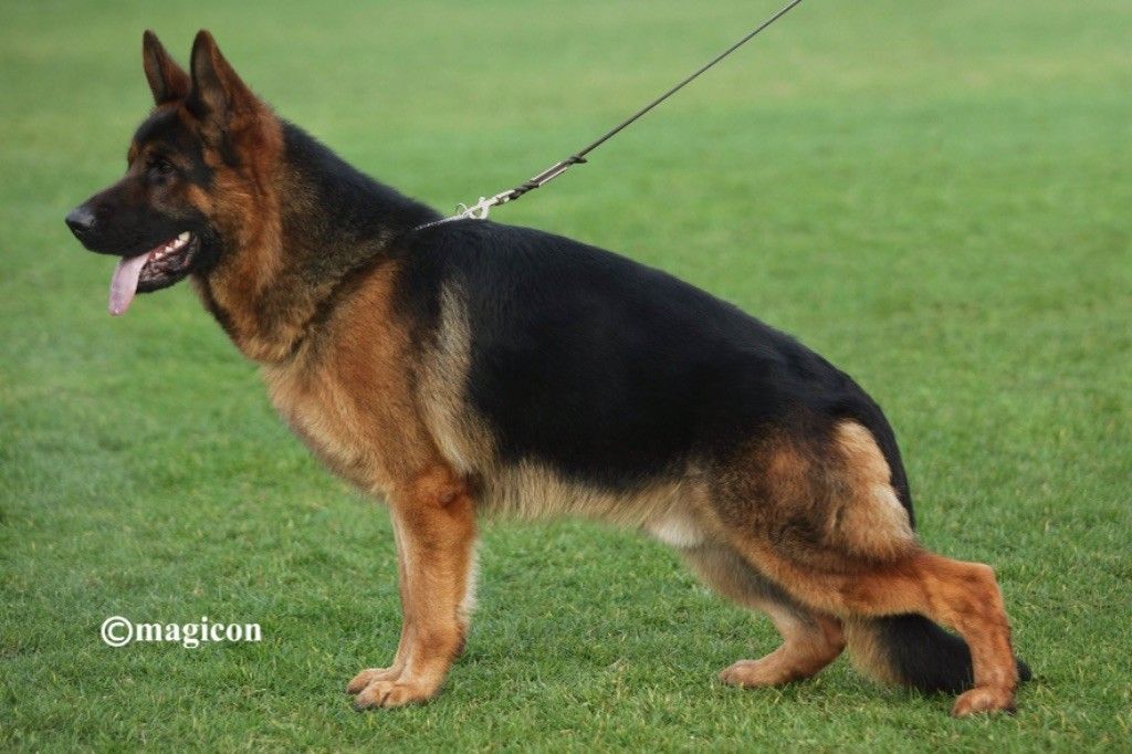 PERRO du Domaine de Sanctae Crucis