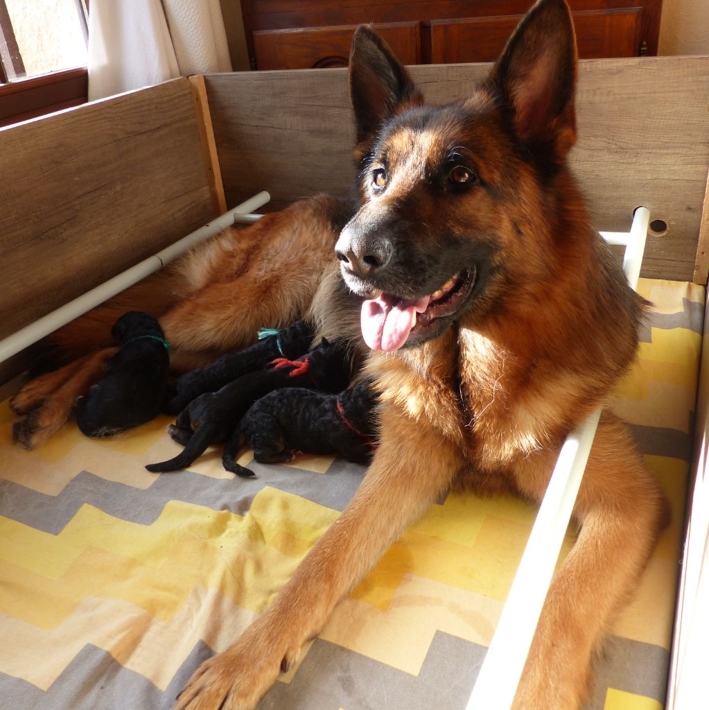 Du Val De La Muance - Berger Allemand - Portée née le 02/12/2025