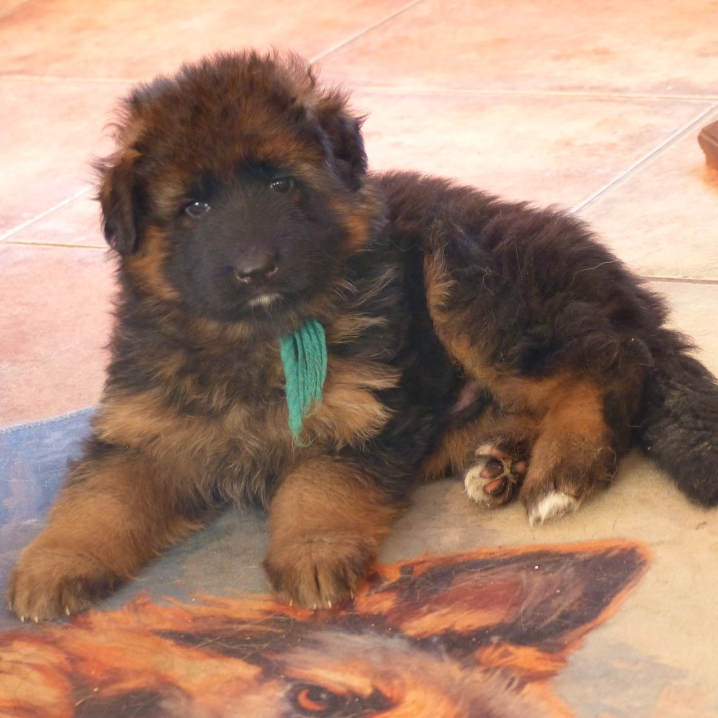 Du Val De La Muance - Berger Allemand - Portée née le 02/12/2025