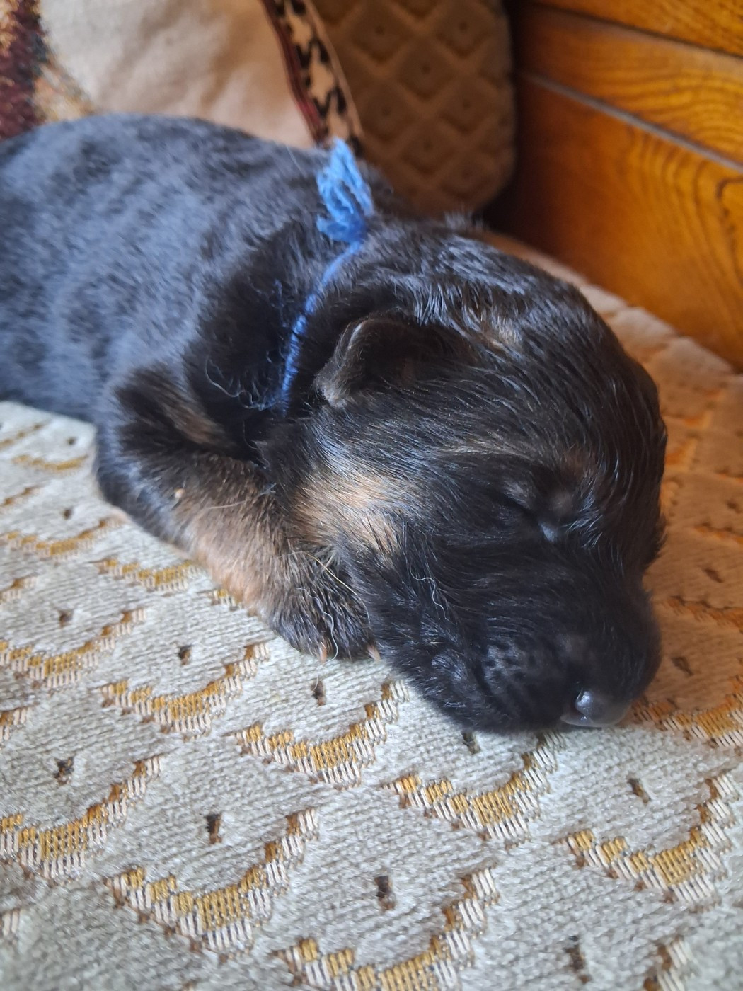 Du Val De La Muance - Chiots disponibles - Berger Allemand