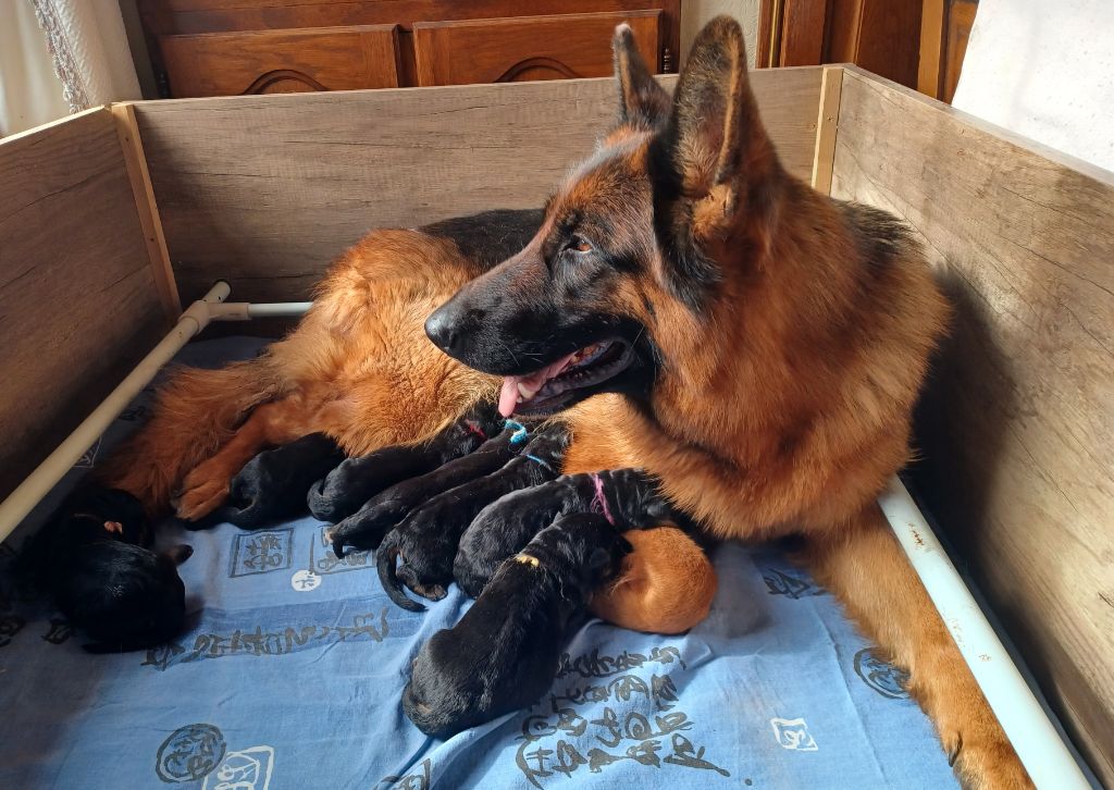 Chiot Berger Allemand Du Val De La Muance