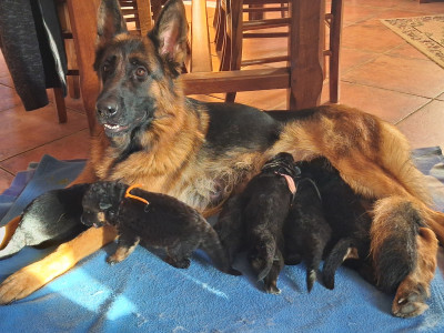 Chiot N°8